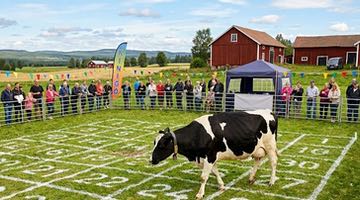 En gård på landet där det arrangeras kobingo.